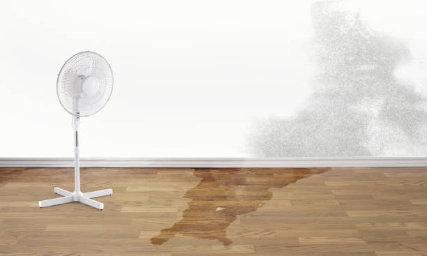 Best Mold removal after water damage  in Rockaway Beach, OR